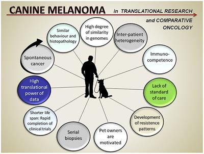 Editorial: Canine melanoma in comparative oncology: Translate research advances to develop new diagnostic and therapeutic options